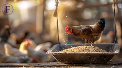 Feeding Systems Market